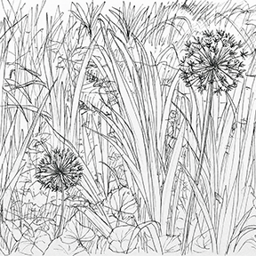 pen sketch of flowers and long grasses