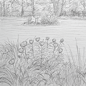 pencil sketch of flowers with birdbath in background